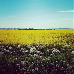 Scenic view of field against sky