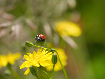 Close-up of ladybug on flower