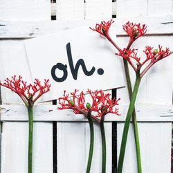 Flowers blooming by quotes against wooden fence