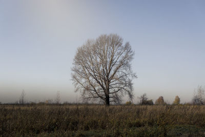 Bare tree on field against clear sky