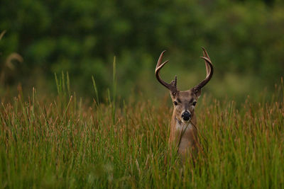 View of deer on field