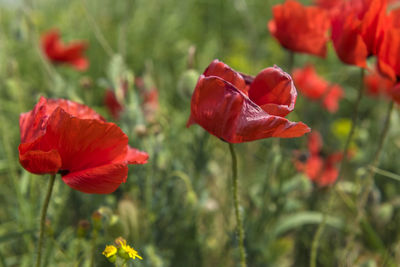 Close-up of red poppy flowers in field