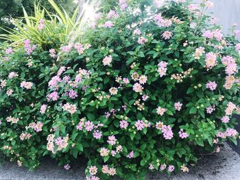 Close-up of flowers blooming outdoors