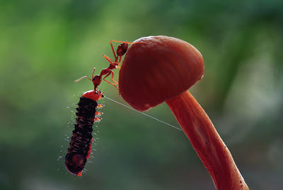 Close-up of caterpillar and fire ant on wild mushroom