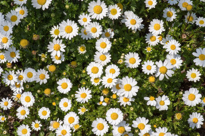 View of daisies