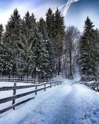 Trees against sky during winter