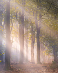 Sunlight streaming through trees in forest