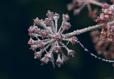 Close-up of frozen plant