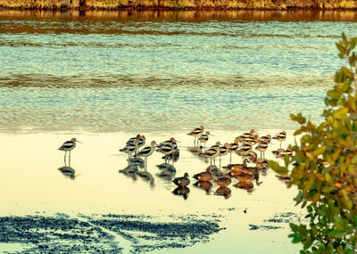 View of birds on beach