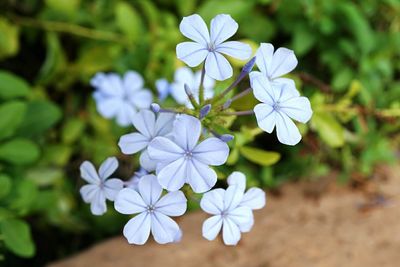 Close-up of white flowers