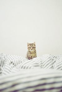 Tabby cat in bed