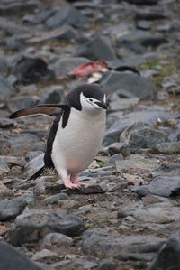 High angle view of penguin perching on rock