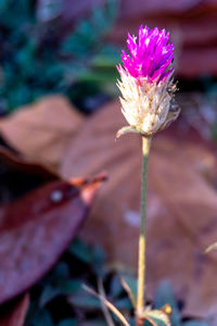 Close-up of purple flower on field