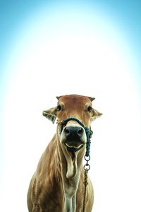 Portrait of horse against white background