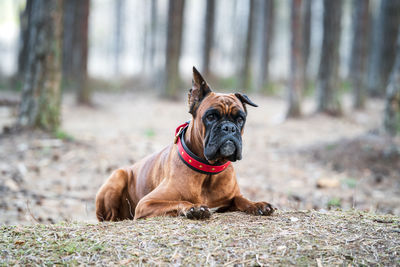 Boxer dog lies in the forest front view