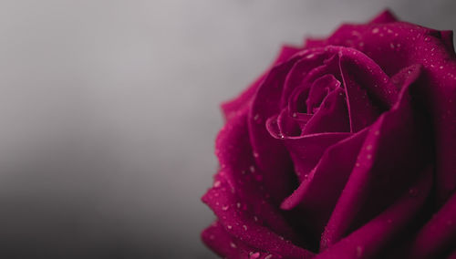 Close-up of rose bouquet