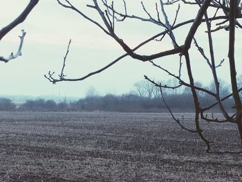 Bare trees on field