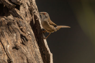 Low angle view of bird perching on tree