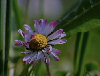Close-up of pink flower