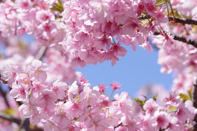 Close-up of pink cherry blossom