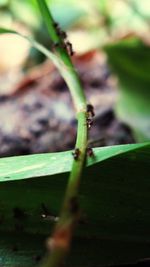 Close-up of insect on plant