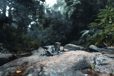 Rocks by trees in forest