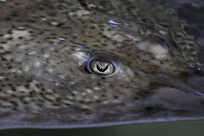 Close-up of fish swimming in water