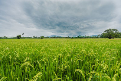 Scenic view of agricultural field against sky