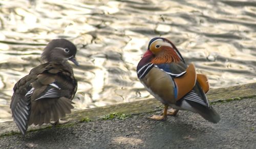 Close-up of two birds on land