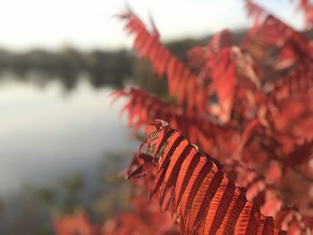 Close-up of red leaves on plant against sky
