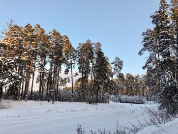 Winter landscape, spruces in the forest, covered with snow in sunny day