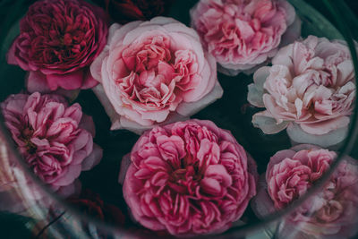 High angle view of pink roses