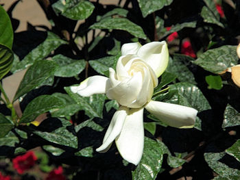 Close-up of white flowers blooming outdoors