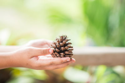 Close-up of hand holding fruit