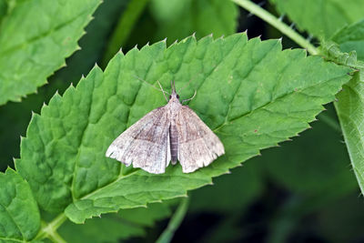 Close-up of butterfly on leaves
