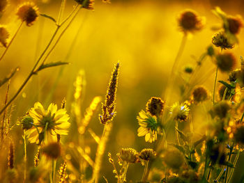 Close-up of yellow flowering plant on field