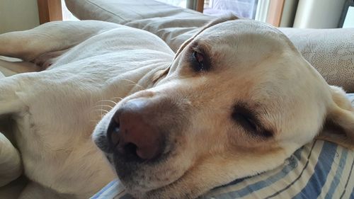 Close-up of dog sleeping on bed at home