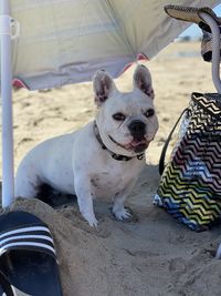 View of a dog looking away