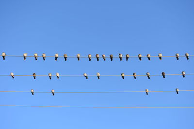 Low angle view of birds perching on cable against clear blue sky