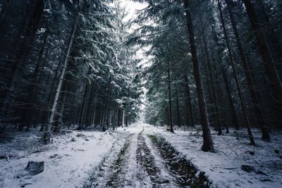 Snow covered trees in forest