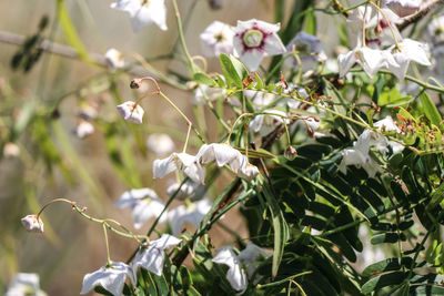 Close-up of white flowering plant