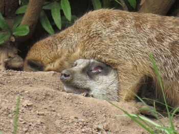 Close-up of a lion lying on field