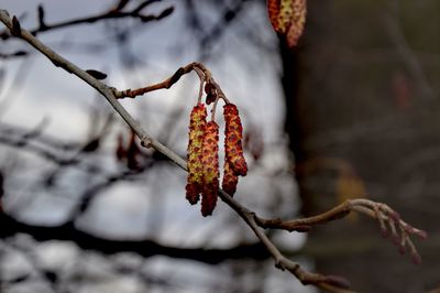 Close-up of red berries on branch