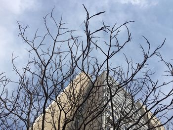 Low angle view of bare trees against sky