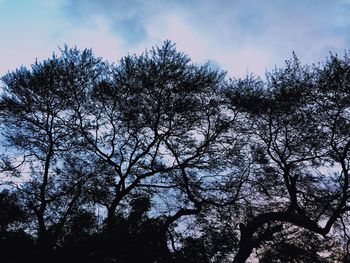 Low angle view of trees against sky