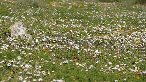 High angle view of flowering plants on land