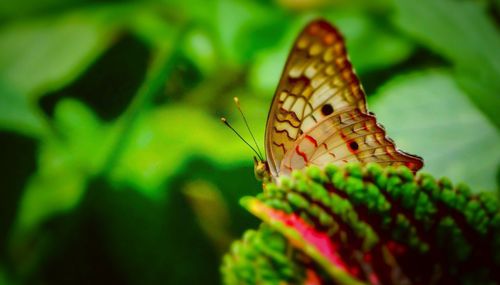 Close-up of butterfly perching on plant