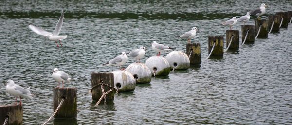 Seagulls perching on a lake