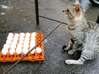 High angle view of cat by egg crate on wet road