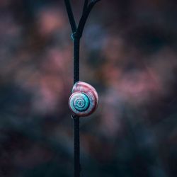 Beautiful snail on the plant in the nature in autumn season